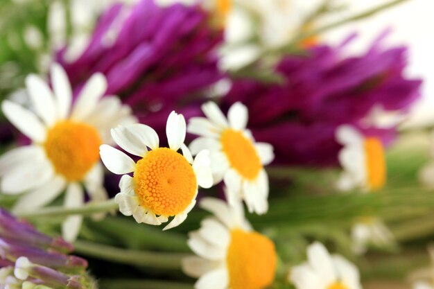 Bellissimi fiori selvatici da vicino