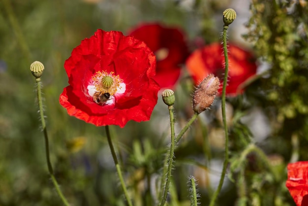 Bellissimi fiori selvatici freschi su un campo