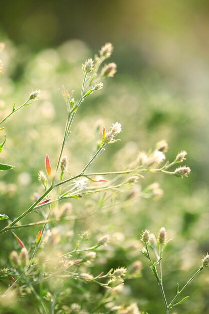 Bellissimi fiori selvatici in campo