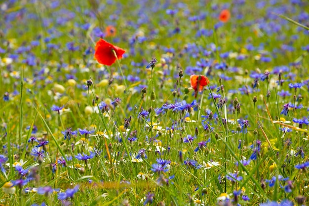 Bellissimi fiori selvatici luminosi nel prato estivo