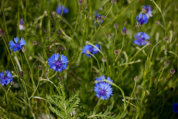 Bellissimi fiori selvatici su un campo