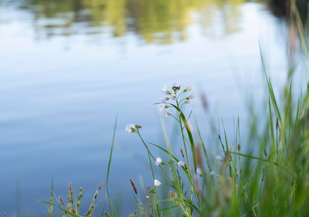 Bellissimi fiori selvatici vicino all'acqua di un tranquillo paesaggio estivo di laghetto o lago con spazio per la copia