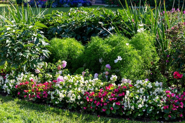 bellissimi fiori sono piantati in giardino