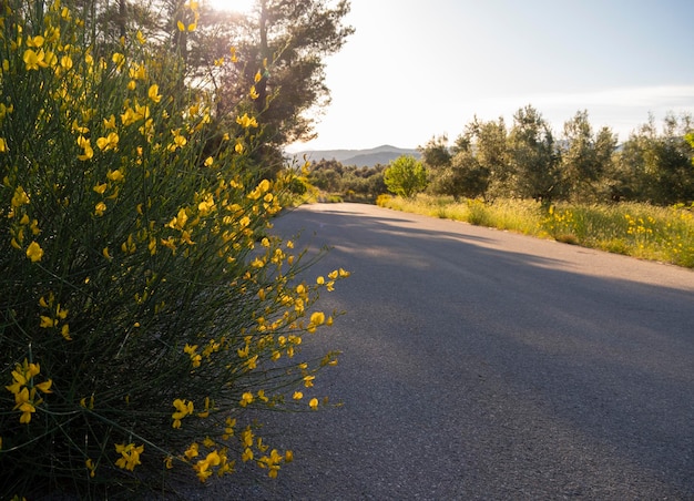 Bellissimi fiori Spartium junceum in Grecia