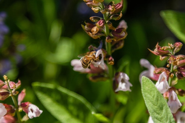 Bellissimi fiori su cui si siede l'ape