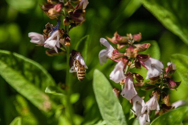 Bellissimi fiori su cui si siede l'ape