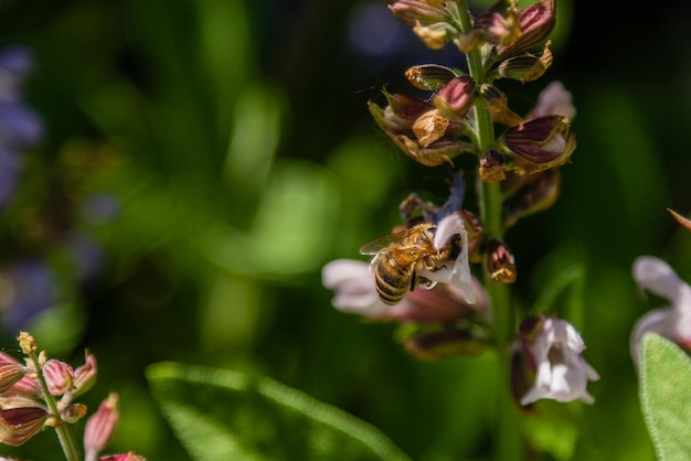 Bellissimi fiori su cui si siede l'ape