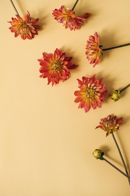 Bellissimi fiori su sfondo giallo pesca neutro composizione floreale minimalista San Valentino Festa della mamma concetto di vacanza