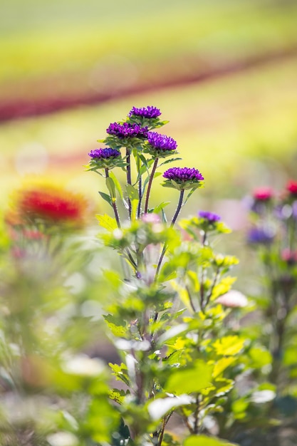 Bellissimi fiori su un campo primavera