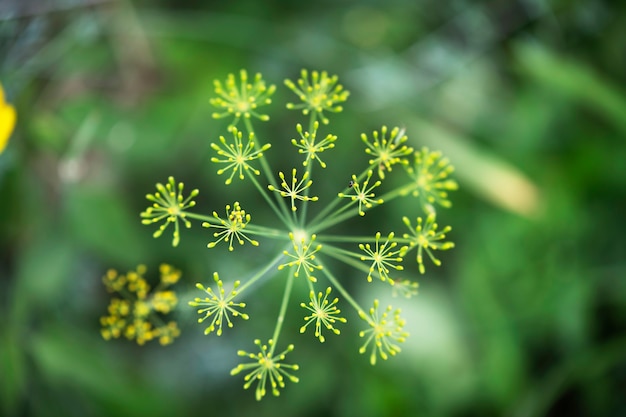 Bellissimi fiori su uno sfondo verde delicato