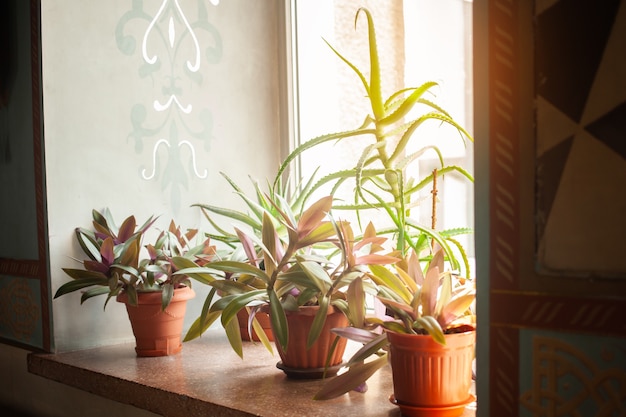 Bellissimi fiori sul davanzale in vaso. aloe