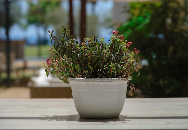 Bellissimi fiori sul tavolo