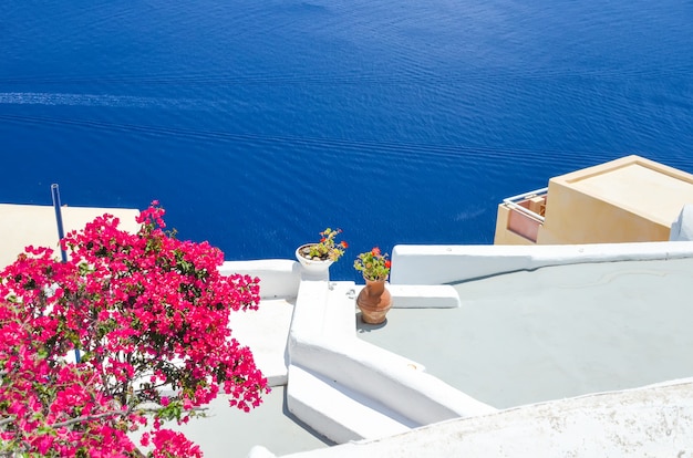 Bellissimi fiori sull'isola di Santorini