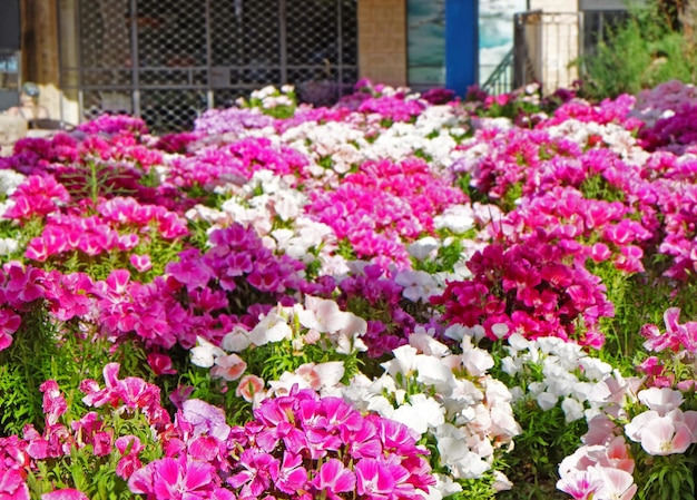 Bellissimi fiori tropicali