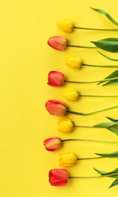 Bellissimi fiori tulipani su uno sfondo giallo, vista dall'alto con spazio di copia. Sfondo floreale primaverile o estivo con spazio di copia.