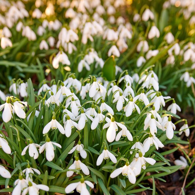 Bellissimi fiori verdi e graziosi che crescono nel loro habitat naturale in una fitta foresta Galanthus woronowii o woronows specie di piante bucaneve che prosperano in un ambiente esterno e in un ecosistema