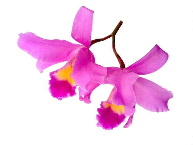 Bellissimi fiori viola Cattleya Orchids isolati su sfondo bianco