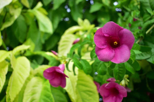 Bellissimi fiori viola con foglie verdi