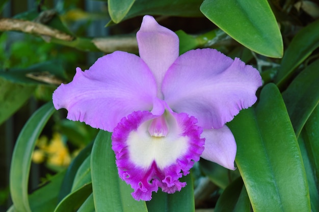 Bellissimi fiori viola delle orchidee Cattleya nel giardino. I fiori di orchidea sono molti a Bali, in Indonesia. Bunga Anggrek o orchidee fiorisce con una combinazione di giallo e viola / viola.