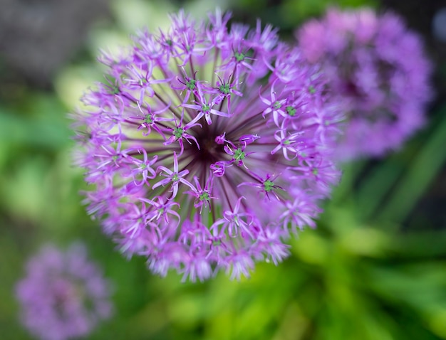 Bellissimi fiori viola di allium aflatunense in giardino