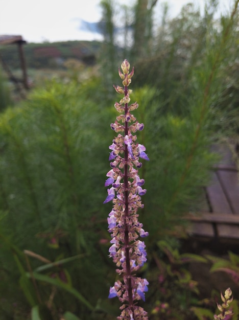 Bellissimi fiori viola di erba gatta