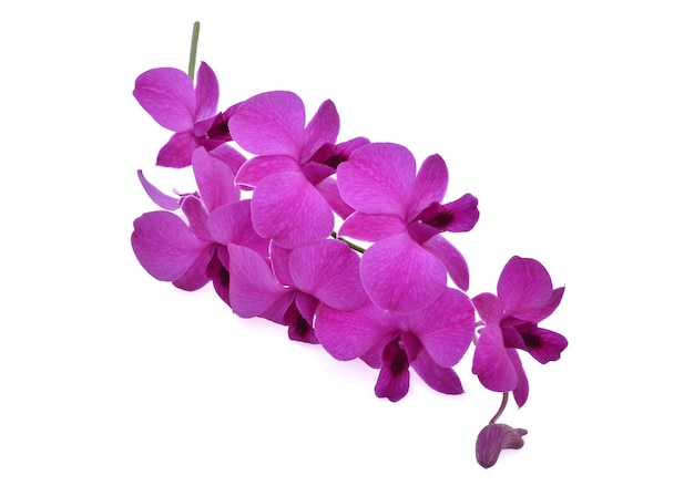 Bellissimi fiori viola di orchidea Phalaenopsis, isolati su sfondo bianco