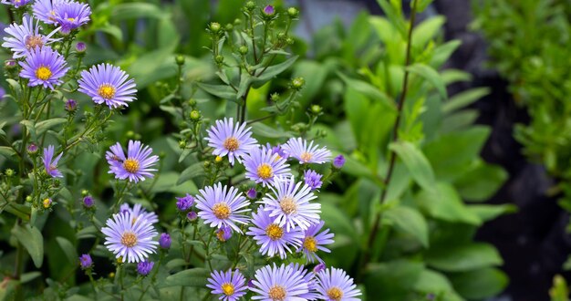 Bellissimi fiori viola di Symphyotrichum dumosum