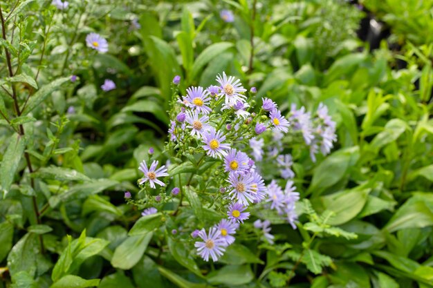 Bellissimi fiori viola di Symphyotrichum dumosum