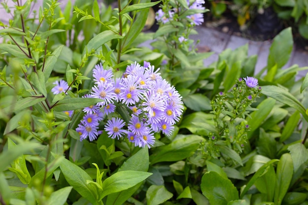 Bellissimi fiori viola di Symphyotrichum dumosum