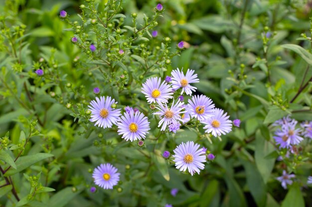 Bellissimi fiori viola di Symphyotrichum dumosum