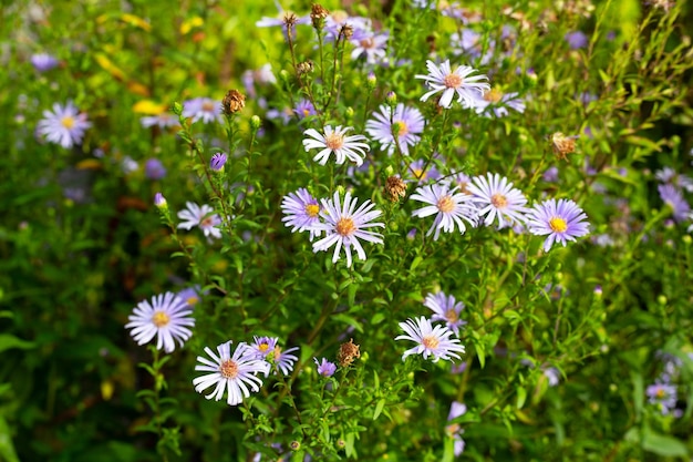 Bellissimi fiori viola di Symphyotrichum dumosum