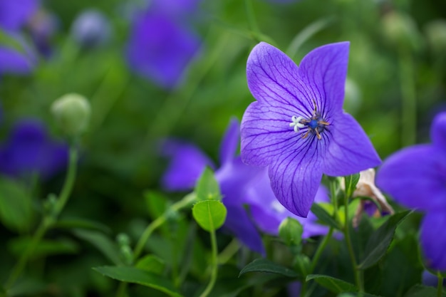 Bellissimi fiori viola Foto macro di fiori.