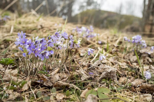 Bellissimi fiori viola hepatica foglie secche