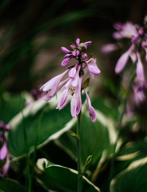 Bellissimi fiori viola hosta funkia su uno sfondo verde sfocato