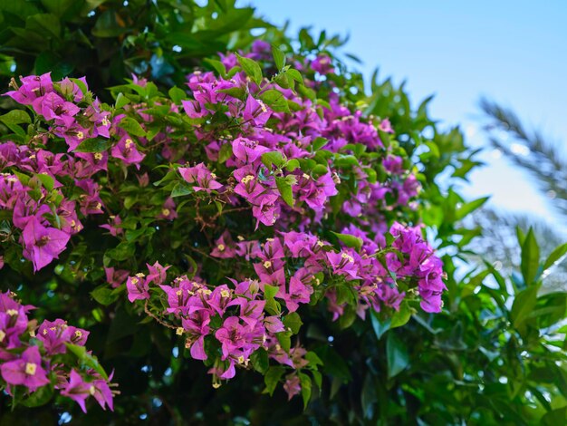 Bellissimi fiori viola in giardino