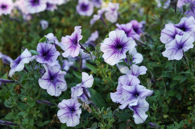 Bellissimi fiori viola ipomoea all'aperto nel parco