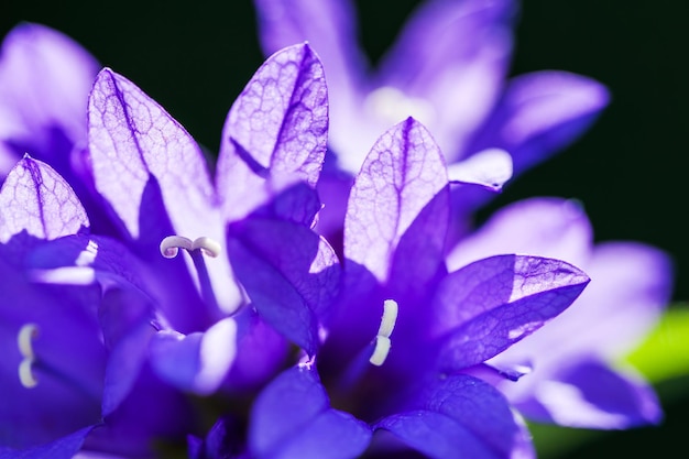 Bellissimi fiori viola nella foresta estiva. Immagine macro, messa a fuoco selettiva