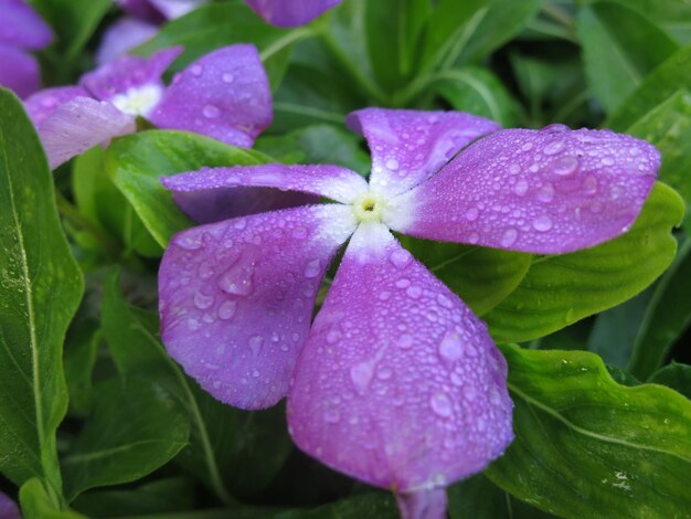 Bellissimi fiori viola stanno sbocciando nel giardino