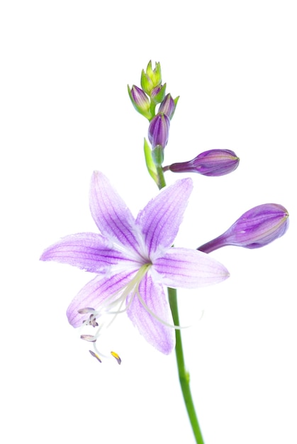 Bellissimi fiori viola su sfondo bianco