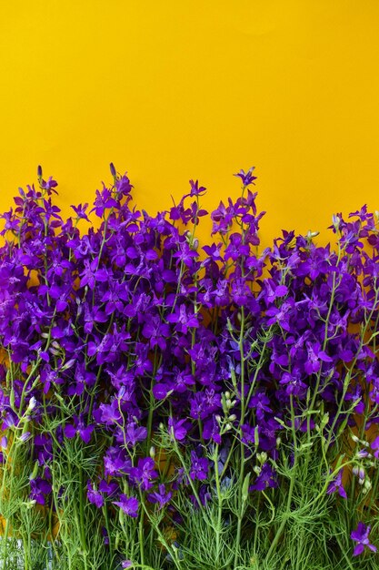 Bellissimi fiori viola su sfondo giallo Bellissimi fiori viola su sfondo giallo