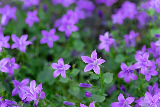 Bellissimi fiori viola