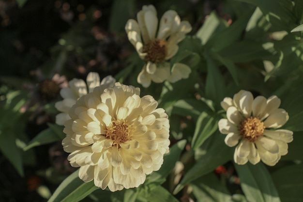 Bellissimi fiori Zinnia in natura