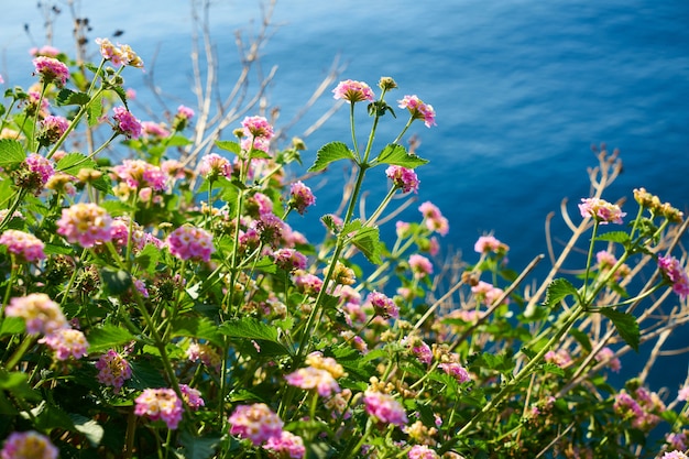 Bellissimi fiori