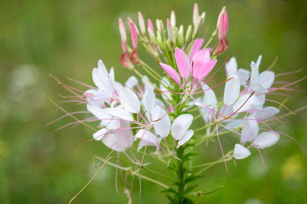 Bellissimi fiori