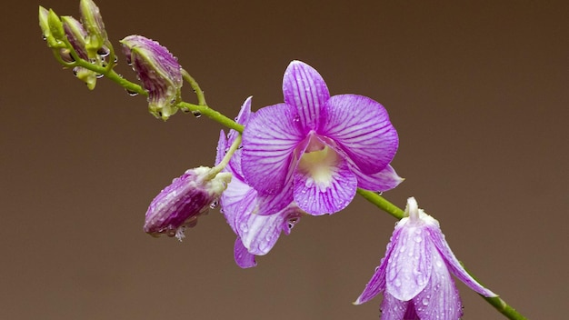 Bellissimi fiori