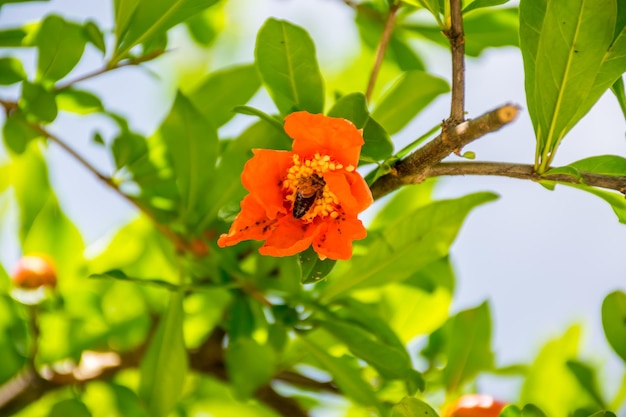 Bellissimi frutti di melograno maturano nei pittoreschi giardini del Montenegro