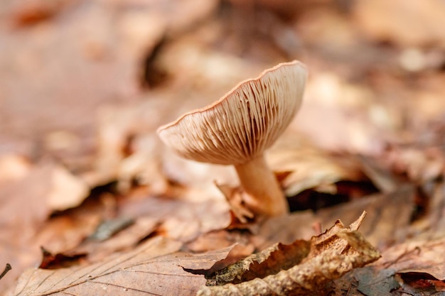 Bellissimi funghi sotto le foglie di foresta giallo arancio