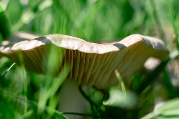 Bellissimi funghi sullo sfondo di una foresta di erba