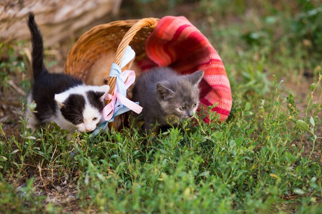 bellissimi gattini all'aperto