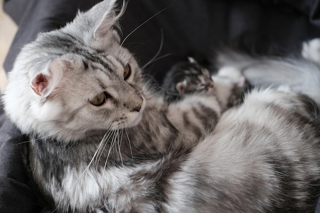 Bellissimi gattini Maine Coon appena nati con gli occhi chiusi Simpatico gattino cieco per animali domestici con la madre